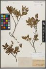 Foto von Salix phylicifolia L. x Salix silesiaca Willd.
